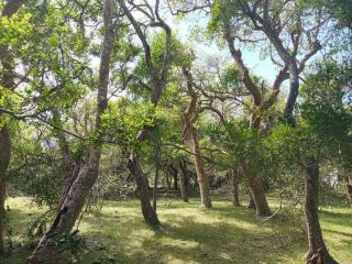 Casa de campo cerca del Cabo - Rincón de los Oliveras - 7