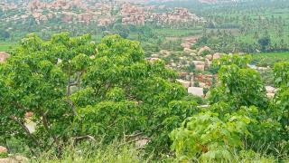 Gopi Plantation Homestay - Hampi - 1