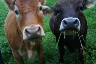 Gutshof Dobschütz - Urlaub auf dem Bauernhof - 7