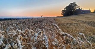 Old Farm Holiday Cottages - Scottish Borders - Chirnside - 4