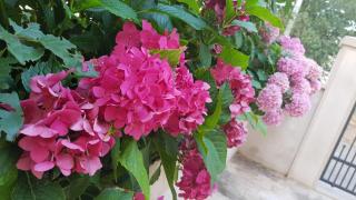 HOUSE-APARTMENTS ELA -MIRCA- FAMILY HOLIDAY - Mirce - 3