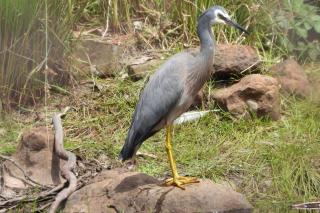 Gulkula2 Wildlife Retreat - Garden Island Creek - 4