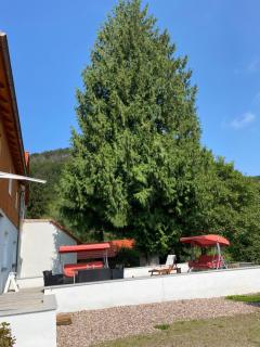 Ferien Langer Grund mitten im Wald - Bad Pyrmont - 4