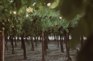 Posada Finca Garciarena - 1