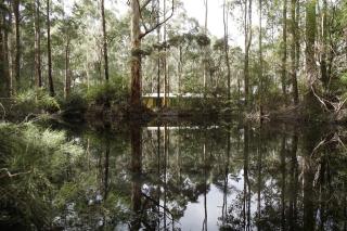 Karriwood Cottage - Pemberton - 9