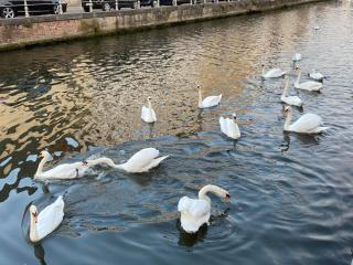 B&B Anna9 - Bruges - 3