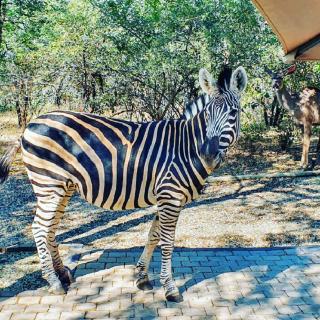 Luvivane Luxury Villa - Marloth Park - 7