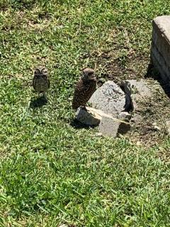 Villa Florida - Cape Coral - 5