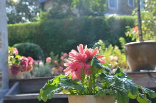 Cottage Marie-Henriette - 4