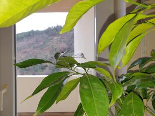 Altavista Penthouse T2 - 2