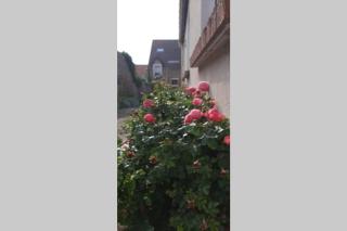 La Cour Pavée - Boulogne-sur-Mer - 1
