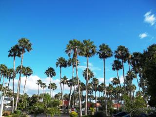 Victoria Palms Inn and Suites - Donna - 9