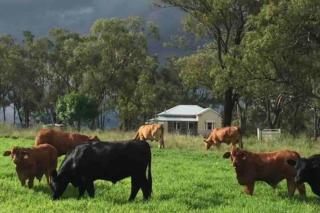 Montrose Farm Stay - Charming 2 bedroom cottage - Goomburra - 9