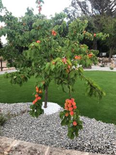 Il Trullo Bianco - Selva di Fasano - 5