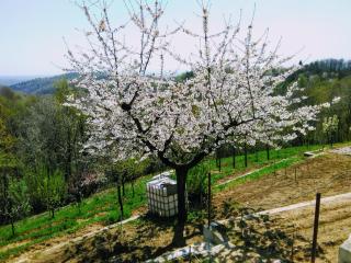 Il Pettirosso - Castellamonte - 9