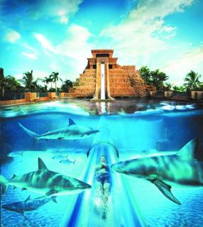 Comfort Suites Paradise Island - Nassau - 7