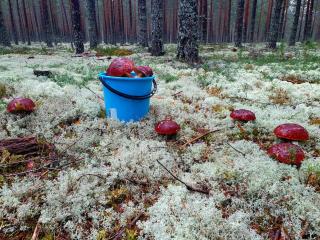 Mysig timmerstuga vid sjön Björken 34 Rönnsudden - Grangärde - 4