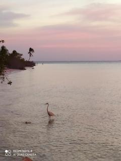 Mi habitat holbox-Maravilla natural - Isola Holbox - 9
