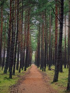 Gintarinė KOPA - jaukūs apartamentai prie jūros ir pušyno - 6