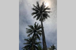 Daintree Beach Studio - BEACH FRONT ACCOMMODATION - 5