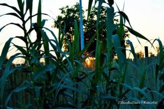 Pensiunea La Codru - 5