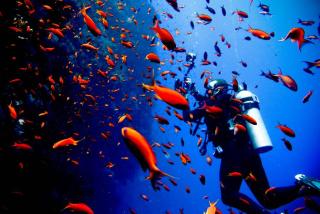 Sunshine Apartment at Tropical Coast of Granada - 7