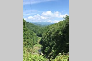 The Tulip Poplar - 3