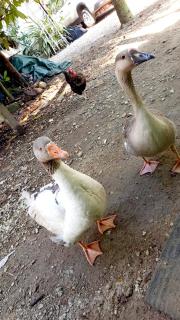 Pousada Jambo Trindade - 4