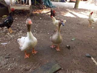 Pousada Jambo Trindade - 6