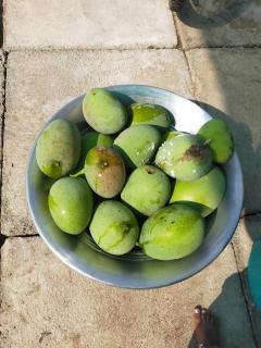 THE FARM CREST, ECR KADALLUR - 5