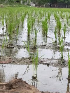 THE FARM CREST, ECR KADALLUR - 2
