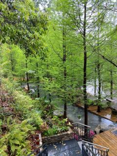 The Pines - Xinshe - 5