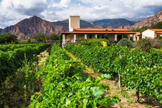 Viñas De Cafayate Wine Resort - Cafayate - 7