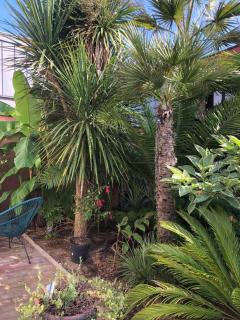 La petite maison dans la jungle - Chartres-de-Bretagne - 2