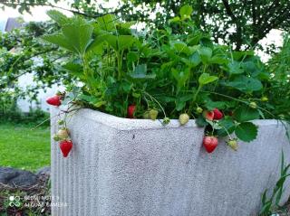 Il Giardino Segreto - 1