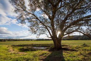 Beaudesert Cottage - Cullenbone - 8