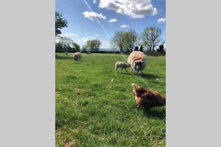 Phil's Cottage Sleeps 2 one dog by prior permission - Barnard Castle - 6