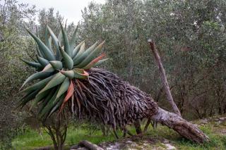 Milkwood at Kransfontein Estate - Stilbaai - 2