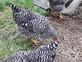 Thaller Edeltraud - Taching am See - 5