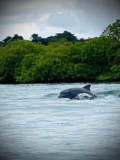 Kevin Kondos - Bocas del Toro - 7