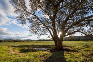 Beaudesert Mudgee - Kanimbla Guesthouse & Beaudesert Cottage - Mudgee - 3