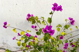Casa La Mar. Relax y bonitas vistas Cala Palmeretes - 9