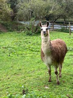 La Bastide d'Albignac - 3
