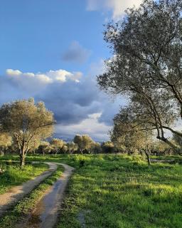 Tenuta Le Tre Querce - 9