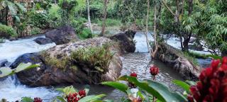 Linn View Home Stay Munnar - Munnar - 1