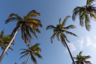 Morrumbene Beach Resort - 4