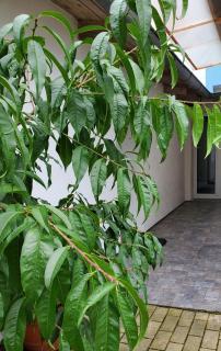Apartman Starý Liskovec - Brünn - 6