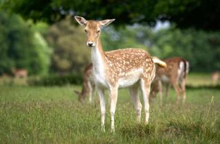 Deer View cottage - 6