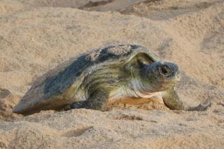 Turtle Guest House - 4