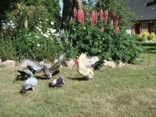 les coquelicots - Nibas - 3